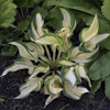 Hosta Reversed