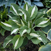 Hosta Risky Business