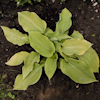 Hosta Rosedale Golden Goose