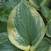 Hosta Rosedale Misty Pathways