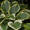 Hosta Sagae