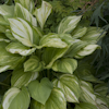 Hosta Savannah Supreme