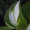 Hosta Sea Thunder