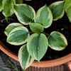 Hosta Secret Ambition