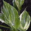 Hosta Seiryu Kiyosumi