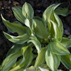 Hosta Serendipity Singer