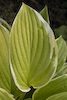 Hosta Shade Fanfare