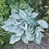 Hosta Silver Bay