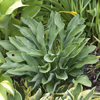 Hosta Silver Eagle