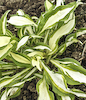 Hosta Silver Kabitan