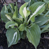 Hosta Silver Lode