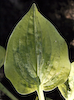 Hosta Silver Threads And Golden Needles