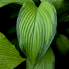 Hosta Smooth Sailing