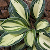 Hosta Snow Mouse