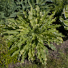 Hosta Spiked Punch