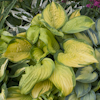 Hosta Stained Glass