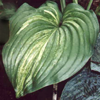 Hosta Stargate