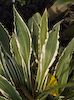 Hosta Stiletto