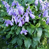 Hosta Stirfry