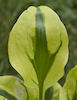 Hosta Stitch In Time