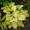 Hosta Strawberry Banana Smoothie