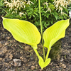 Hosta Sum And Substance