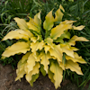 Hosta Sun Power