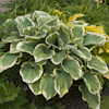 Hosta Super Sagae