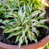 Hosta Surprised by Joy