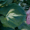 Hosta Thunderbolt