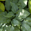 Hosta Titanium