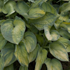 Hosta Tokudama Aureonebulosa