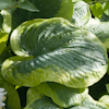 Hosta Tokudama Flavocircinalis