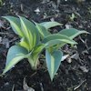 Hosta Touch Of Class