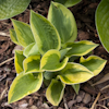 Hosta Tropical Storm