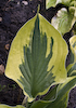 Hosta Twilight