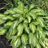 Hosta Undulata