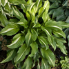 Hosta Undulata Univittata