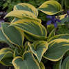 Hosta Valley`s Glacier