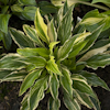 Hosta Valley`s Top