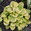 Hosta Vanilla Cream