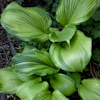 Hosta Variable Sum