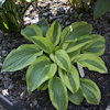 Hosta Velvet Moon