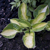 Hosta Warwick Comet