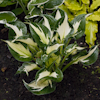 Hosta Whirlwind