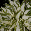 Hosta White Elephant