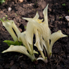 Hosta White Feather