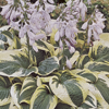 Hosta Wide Brim