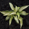 Hosta Winfield Mist