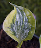 Hosta Winter Lightning